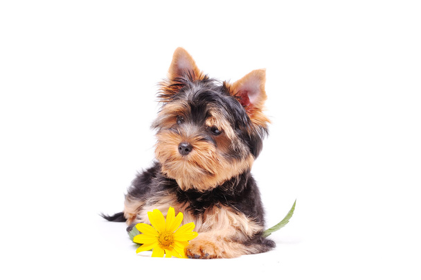 malé štěně yorkshirského teriéra - Fotografie, Obrázek