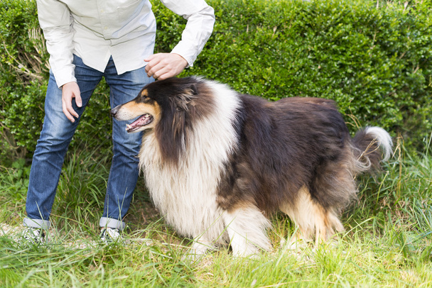 コリー犬の全長を持つ認識できない人のクローズアップ - 写真・画像