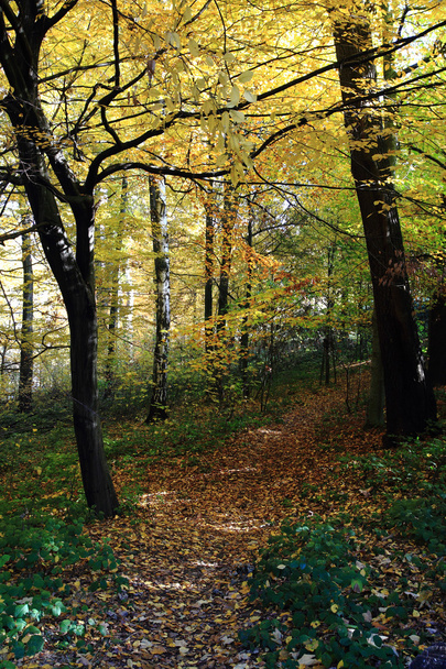 schöner Herbstpark  - Foto, Bild