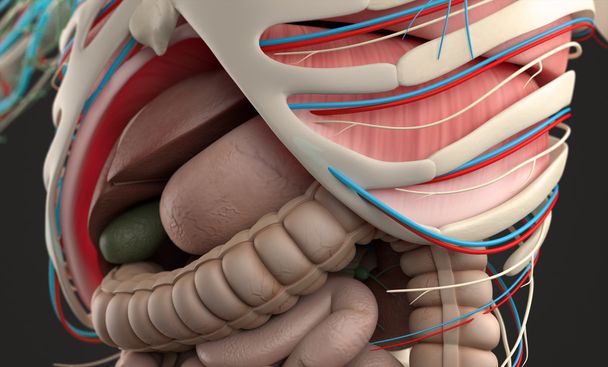 Human anatomy showing close-up of abdomen and digestive system. - Photo, Image