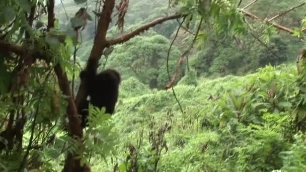 Vahşi goril Ruanda tropikal orman  - Video, Çekim