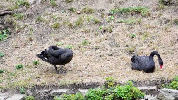 Due cigni neri stanno mangiando erba sulla riva del lago. Rallentatore
. - Filmati, video