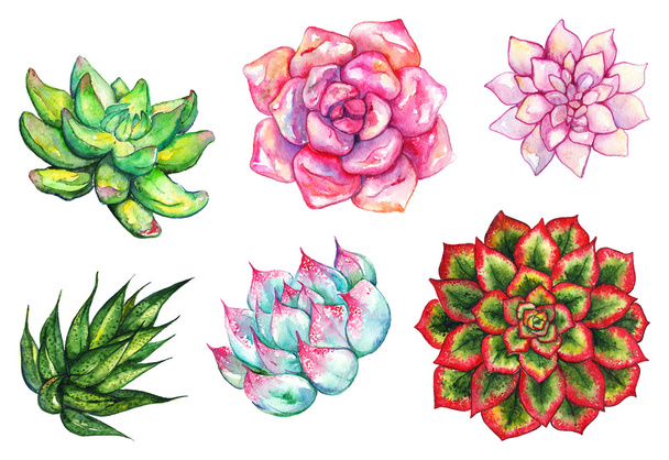 Watercolor succulent cactus flower plant hand drawn set isolated - Photo, Image