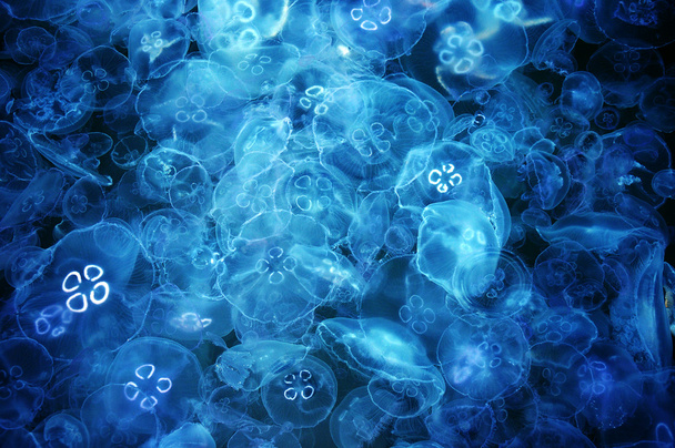 Jellyfish - 写真・画像
