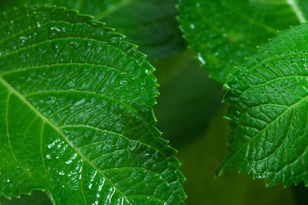 een macro-opname van groene bladeren van een plant hortensia - Foto, afbeelding