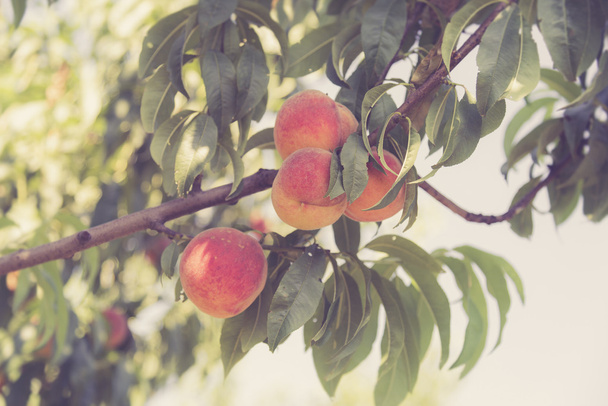 персики на дереве - Фото, изображение