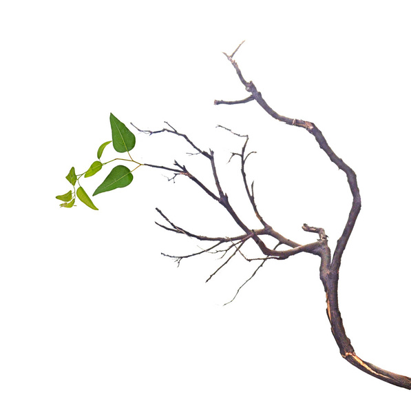 branche sèche avec feuille
    - Photo, image