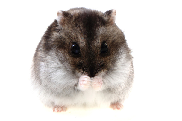 hamster dzungariano isolado
 - Foto, Imagem
