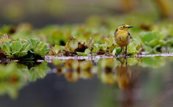 Sárga billegető madár - Fotó, kép