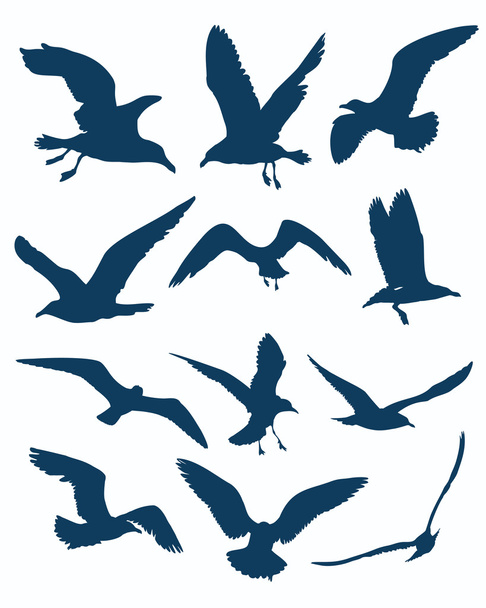 vector seagull silhouettes - Vector, Image