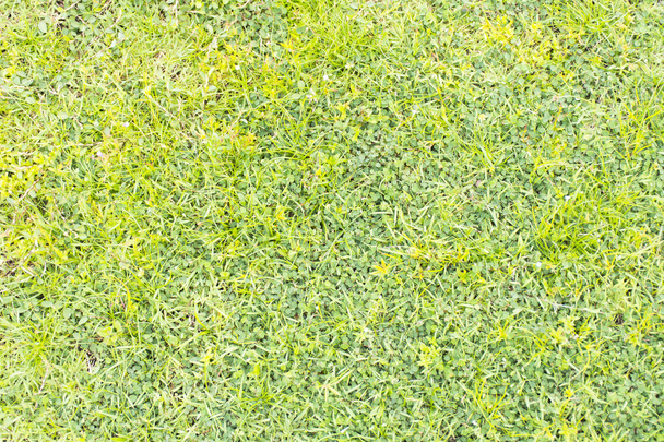 Fondo verde hierba o fondo de la naturaleza
 - Foto, Imagen