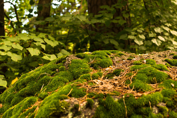VYBORG, RÚSSIA Musgo verde nas falésias rochosas dos Monrepos
  - Foto, Imagem