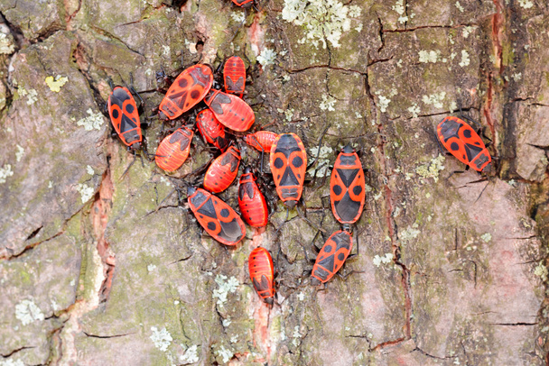 Colonie de punaises de feu noires et rouges ou Pyrrhocoris apterus, adultes et nymphes, sur un tronc d'arbre
 - Photo, image