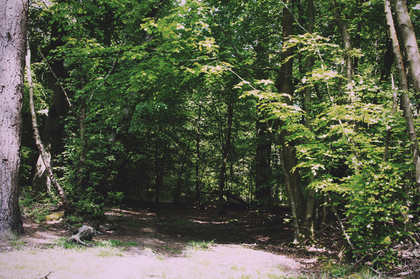 Mirando a través de los árboles en un bosque inglés Vintage Retro Filte
 - Foto, imagen