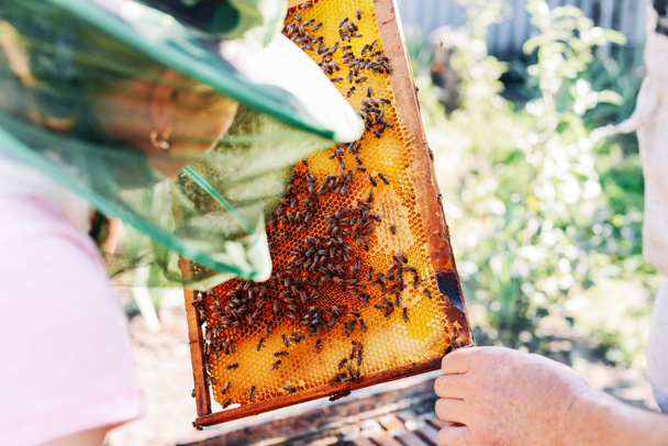 Marcos de una colmena de abejas. Apicultor cosechando miel. El fumador de abejas
 - Foto, imagen