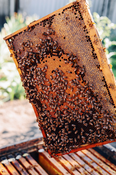 Cornici di un alveare. Miele da apicoltore. Il fumatore di api
 - Foto, immagini