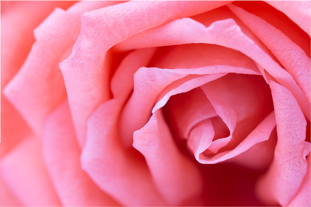 Ροζ τριαντάφυλλο γκρο πλαν να χρησιμοποιήσετε ως φόντο για γάμο. - Φωτογραφία, εικόνα