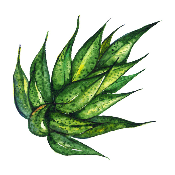 Watercolor succulent agave aloe plant hand drawn isolated - Fotografie, Obrázek