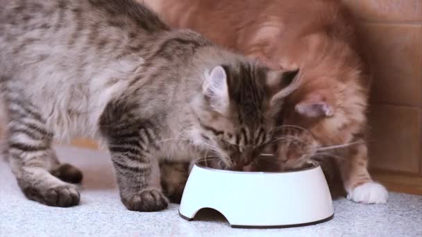 Maine coon cat eating - Footage, Video
