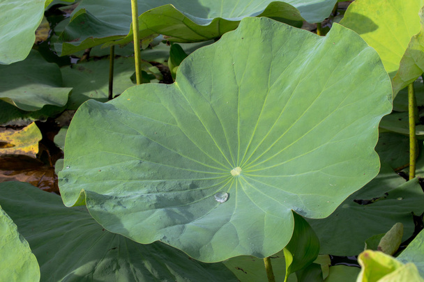 σταγόνα νερό για lotus φύλλα - Φωτογραφία, εικόνα