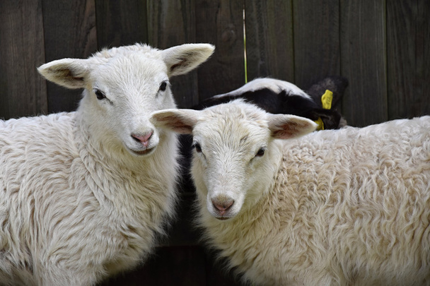 Ganado familiar de ovejas en una granja con corderos jóvenes
 - Foto, imagen