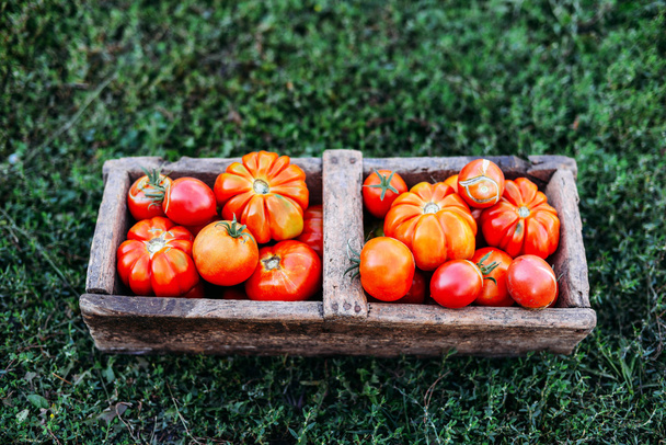 Valikoima tomaatteja ruskeissa paperipusseissa. Eri tomaatteja kulhossa
. - Valokuva, kuva