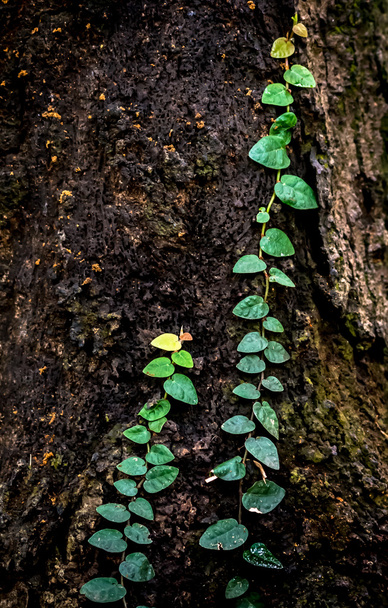 Ivy on tree in garden - Foto, afbeelding