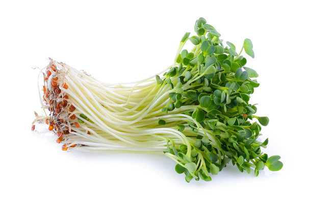 brote de kaiware, verdura japonesa o berro sobre fondo blanco
 - Foto, imagen