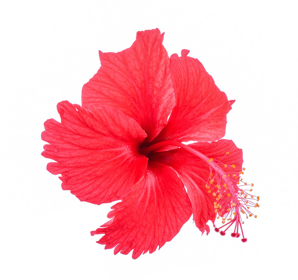 rote Blume auf weißem Hintergrund - Foto, Bild