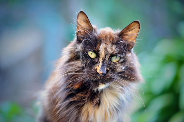 Obdachlose Katze mit stechenden Augen - Foto, Bild