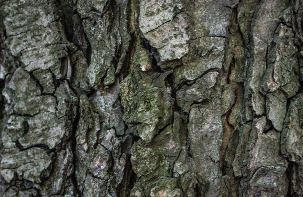 Old tree bark texture gray colour close up - Photo, Image