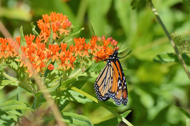 Monarcha na Milkweed - Zdjęcie, obraz