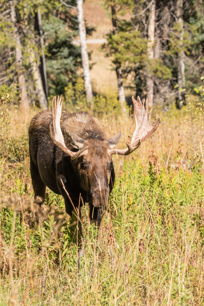 Shiras Moose Bull Wyomingissa
 - Valokuva, kuva