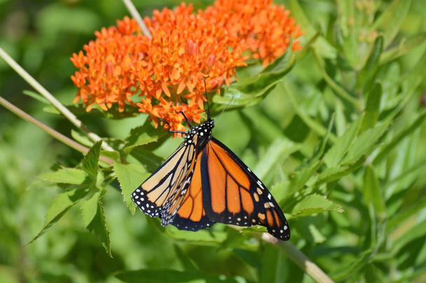 Monarch on Milkweed - Photo, Image