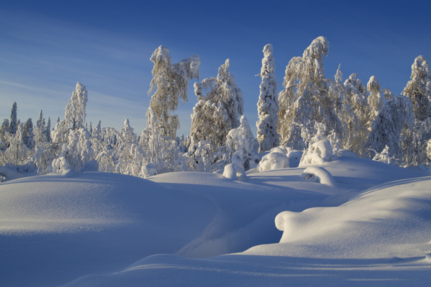 Nordschwarzwald. fantastische Schneefiguren auf Bäumen. frostiger Morgen an der Grenze zu Sibirien. - Foto, Bild