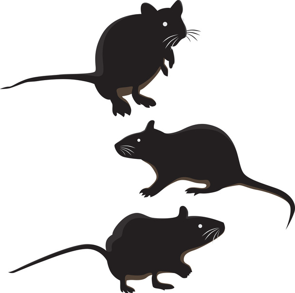 Myši potkan, izolované na bílém pozadí. Myš z divokého hlodavce - Vektor, obrázek