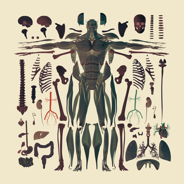 Menselijke anatomie plat leggen van de illustratie van lichaamsdelen. Silhouet vormen. 3D illustratie - Foto, afbeelding