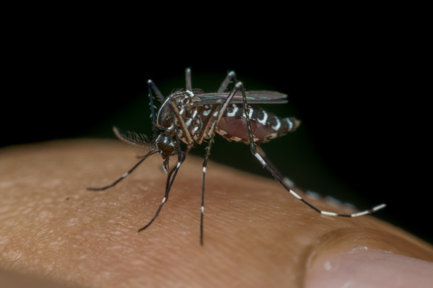 血を吸う蚊 (ネッタイシマカ) マクロ - 写真・画像