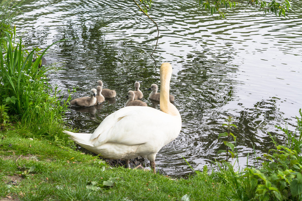 White swan with Cygnets           - Photo, Image