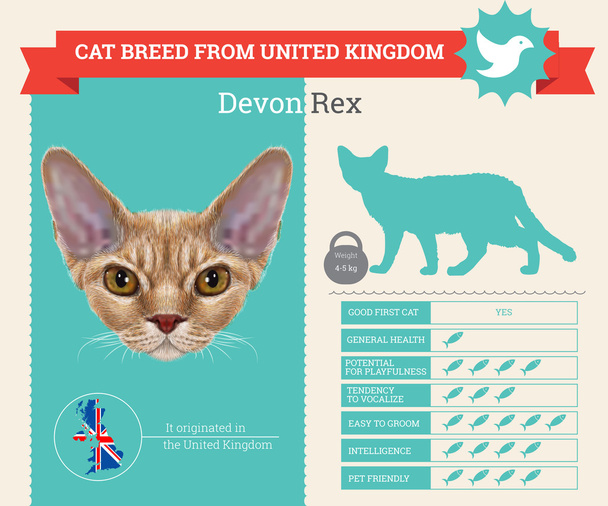 Devon Rex Cat rotu vektori infografiikka
 - Vektori, kuva