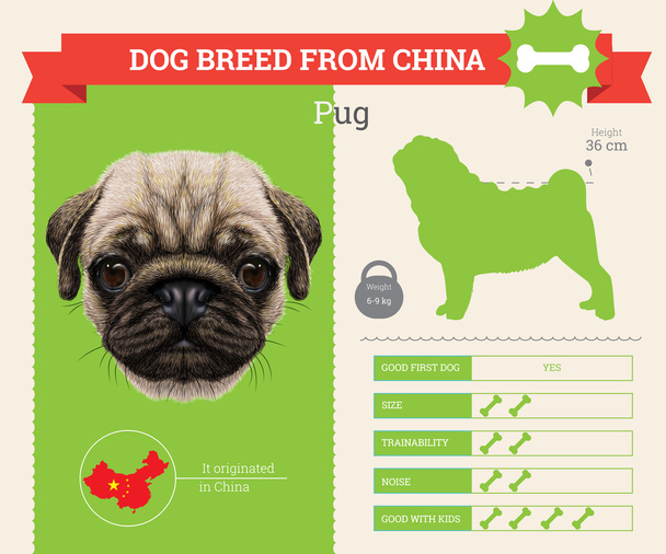 Pug dog breed vector infographics - Vector, Image