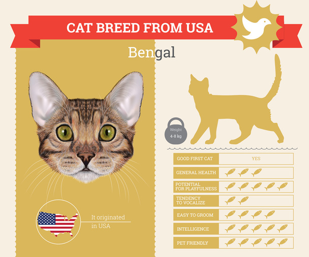 Bengal Katze Rasse Vektor Infografik - Vektor, Bild