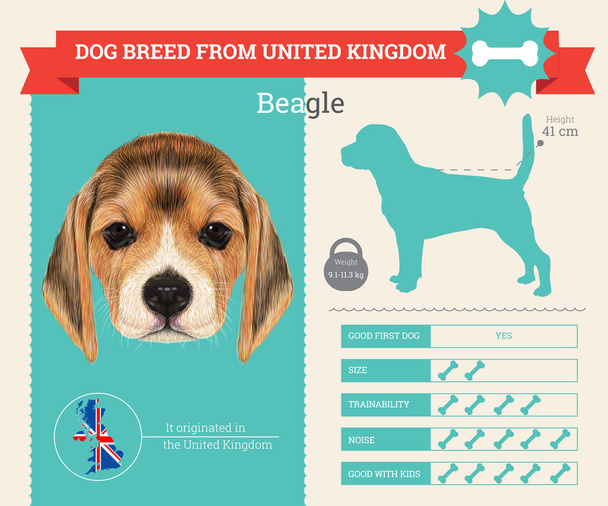 Beagle dog breed vector infographics - Vector, Image