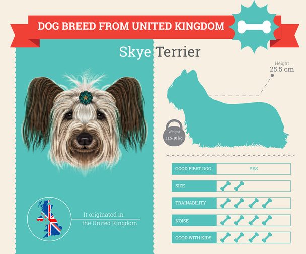 Skye Terrier σκύλο φυλής διάνυσμα infographics - Διάνυσμα, εικόνα