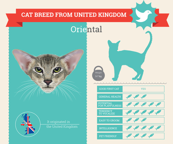 Oryantal kedi doğurmak vektör infographics - Vektör, Görsel