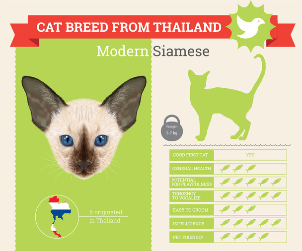 Infographie vectorielle moderne de race chat siamois
 - Vecteur, image