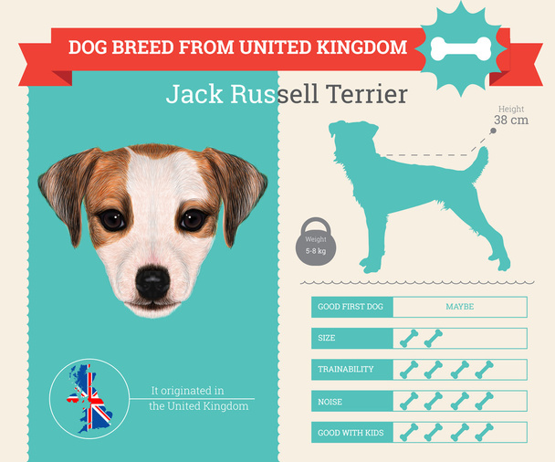 Jack Russell Terrier perro raza vector infografías
 - Vector, Imagen