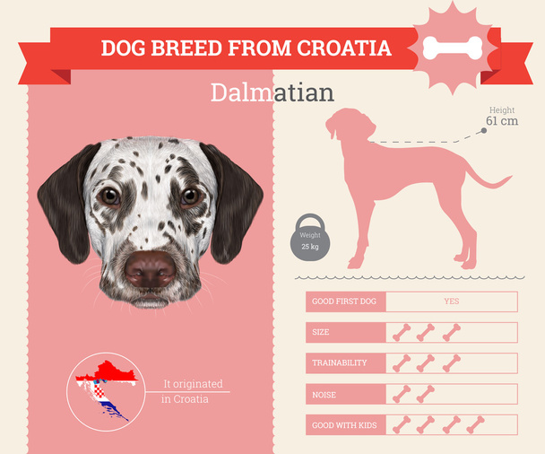 Dalmatian dog breed vector infographics - Vector, Image