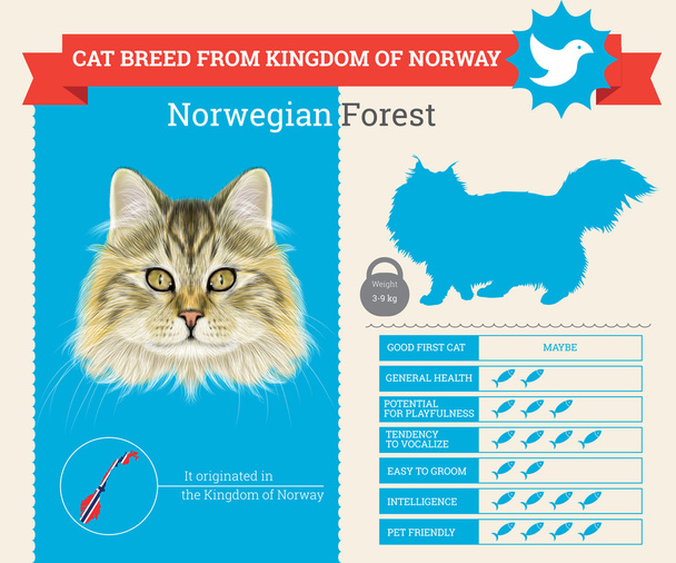 Norská lesní kočka plemene vektorové grafiky - Vektor, obrázek