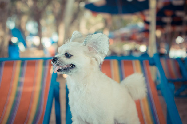 Dog so cute travel at beach, Beige color - Photo, Image